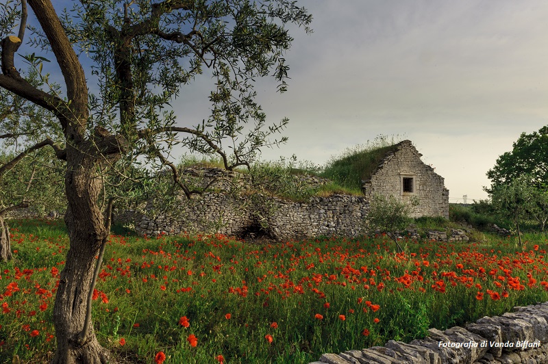 bando architettura rurale
